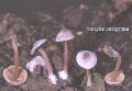 Inocybe petiginosa-amf999